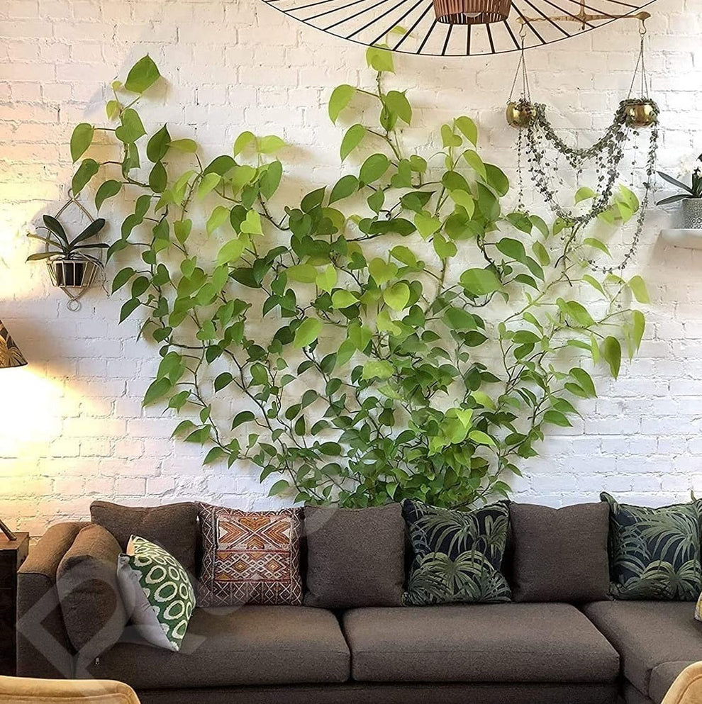 Plant climbing self adhesive clip [60 clips]